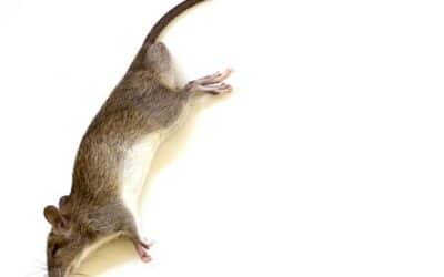 Quels sont les produits les plus efficaces pour éliminer les souris ?