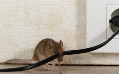 How do you know if you have a mouse in the room?