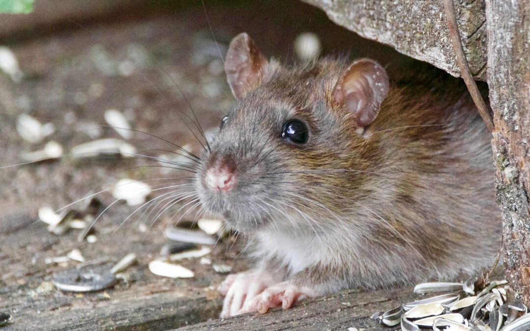 Comment se débarrasser efficacement des rats dans votre maison à Montréal ?